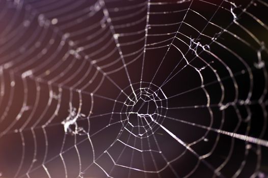 Spider Web
