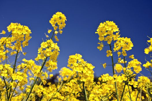 Rape field in Schleswig-Holstein, Germany