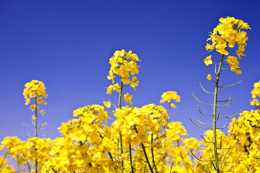 Rape field