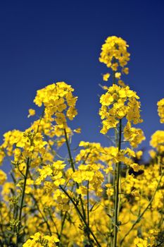 Rape field in Schleswig-Holstein, Germany