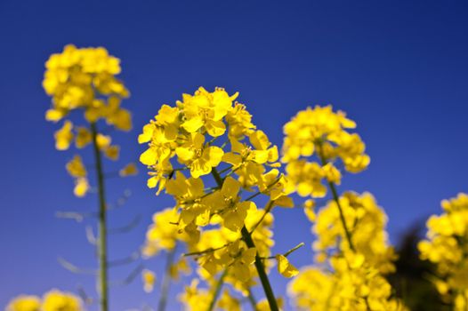 Rape field