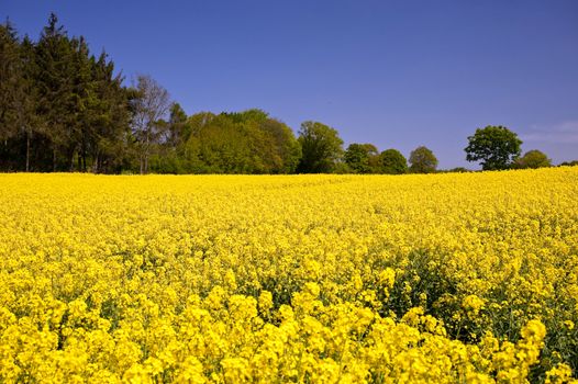 Rape field in Schleswig-Holstein, Germany