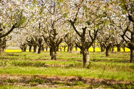 Chreey blossom in schleswig-Holstein, Germany