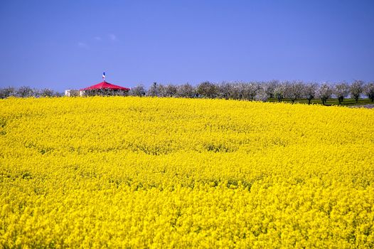 Rape field