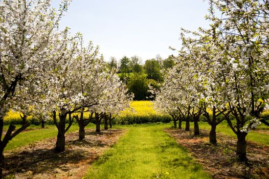 Chreey blossom in schleswig-Holstein, Germany
