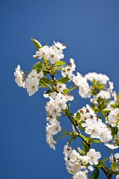 Chreey blossom in schleswig-Holstein, Germany