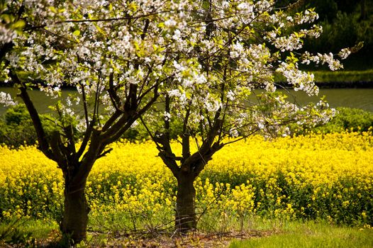 Chreey blossom in schleswig-Holstein, Germany