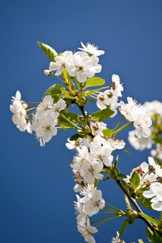 Chreey blossom in schleswig-Holstein, Germany