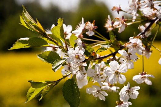 Cherry blossom