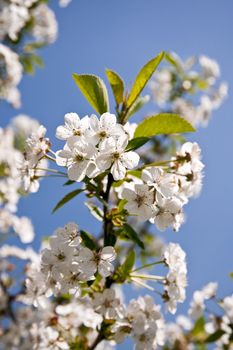 Cherry blossom