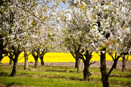 Chreey blossom in schleswig-Holstein, Germany