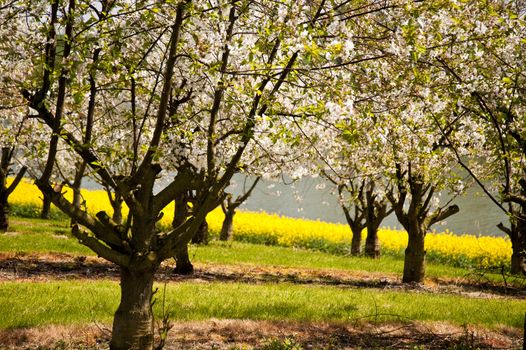 Chreey blossom in schleswig-Holstein, Germany