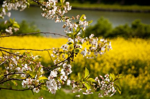 Chreey blossom in schleswig-Holstein, Germany