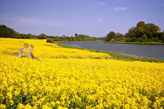 Rape field