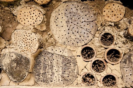 Close up of an insect refuge