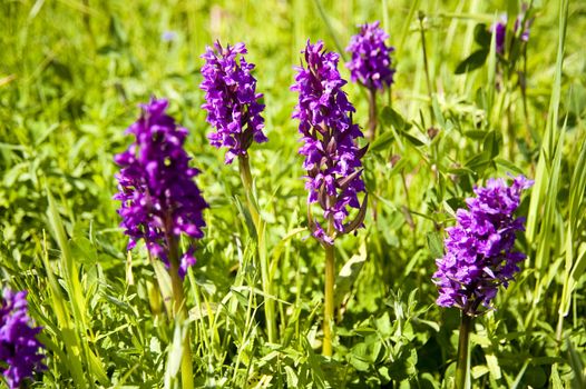 Meadow with wild orchids