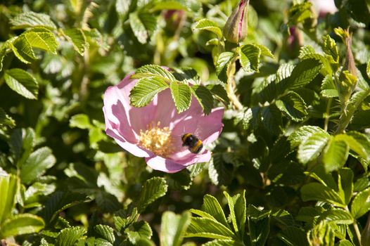 Close up of a dog rose