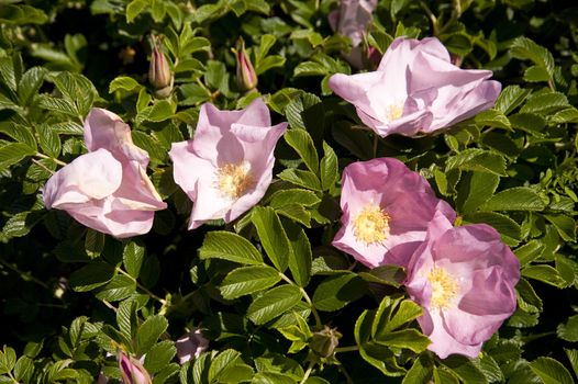 Close up of a dog rose