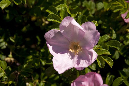 Close up of a dog rose