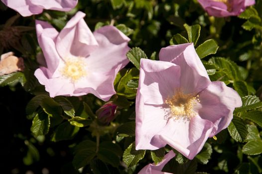 Close up of a dog rose