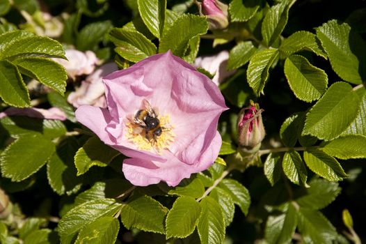 Close up of a dog rose