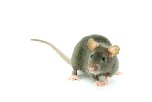 funny rat  isolated on white background