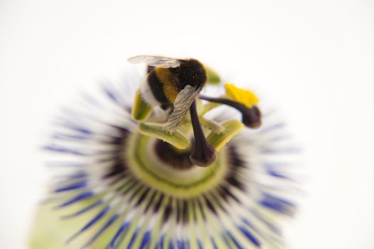 close up of a bumblebee on a passion flower