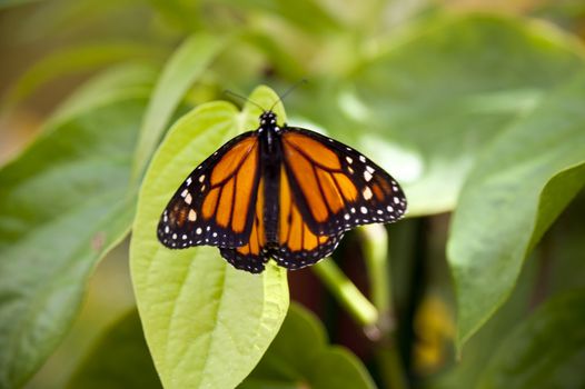 close up of a butterfly
