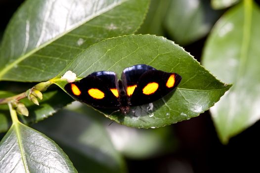 close up of a butterfly