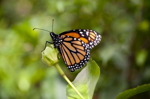 close up of a butterfly