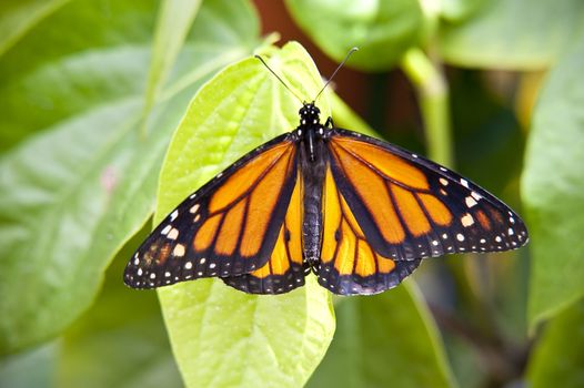 close up of a butterfly