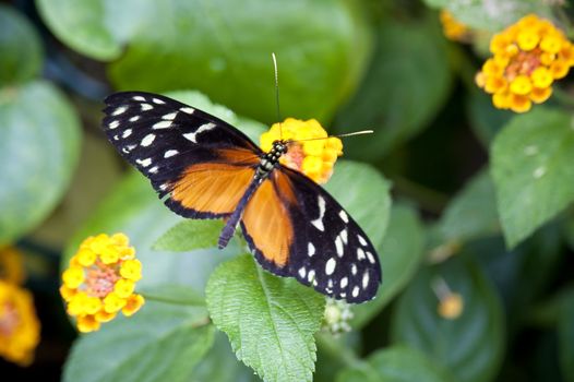 close up of a butterfly
