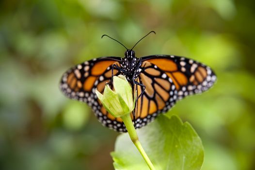close up of a butterfly