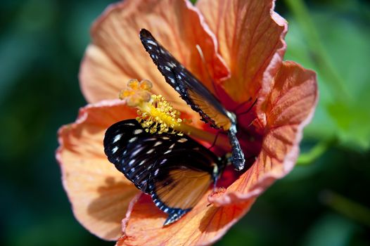 close up of a butterfly