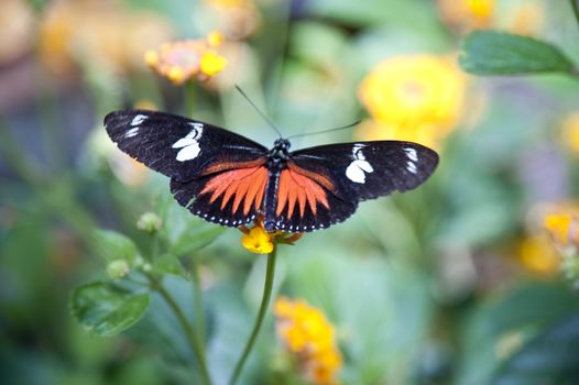 close up of a butterfly