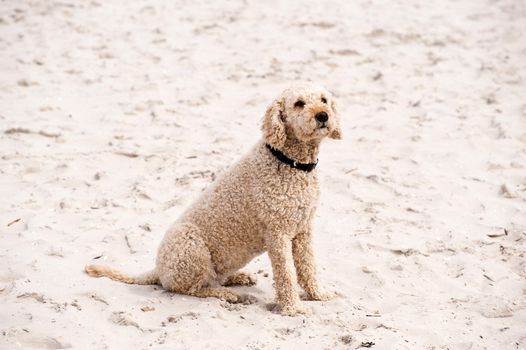Dog on a beach