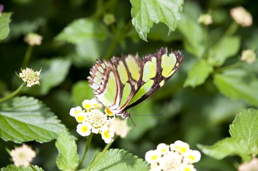 close up of a butterfly