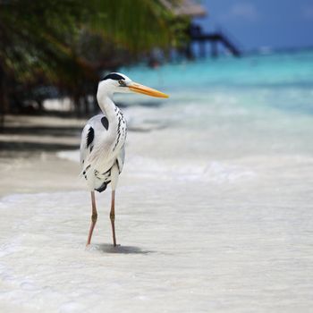 Stork on the ocean coast