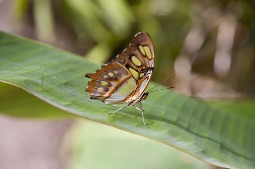 close up of a butterfly