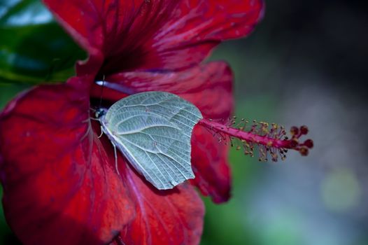 close up of a butterfly