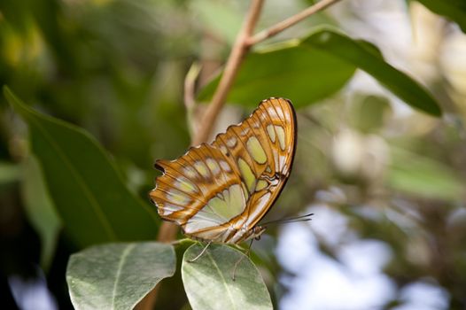 close up of a butterfly