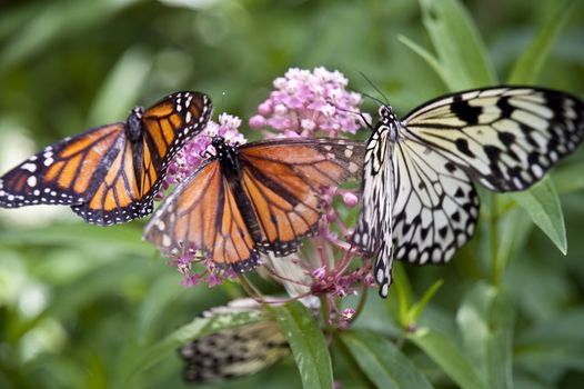 close up of a butterfly