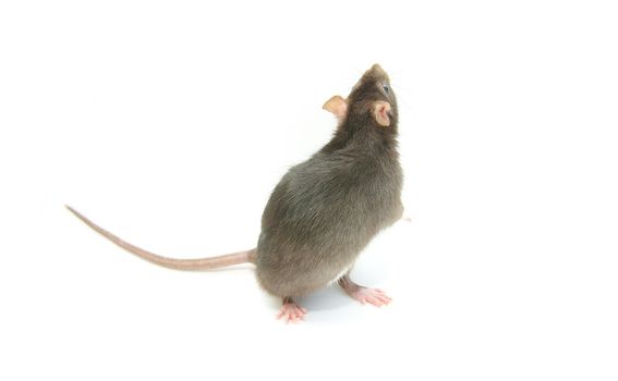 funny rat  isolated on white background