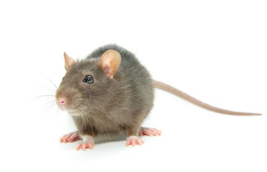 funny rat  isolated on white background