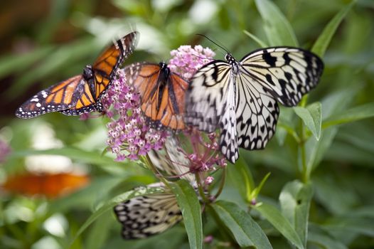 close up of a butterfly