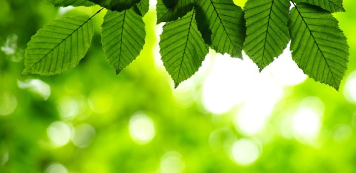 green leaves background in sunny day