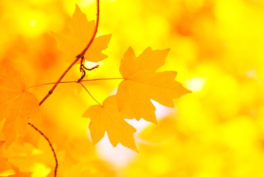 autumn leaves background in sunny day