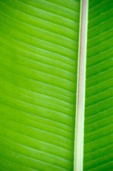 green leaf texture close up