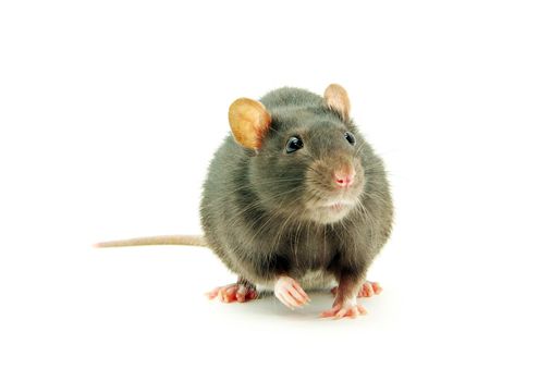 funny rat  isolated on white background