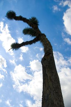 Tall Joshua Tree cactus plant with blue sky background